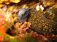 Diving a Ischia Murena